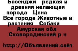 Басенджи - редкая и древняя нелающая порода › Цена ­ 50 000 - Все города Животные и растения » Собаки   . Амурская обл.,Сковородинский р-н